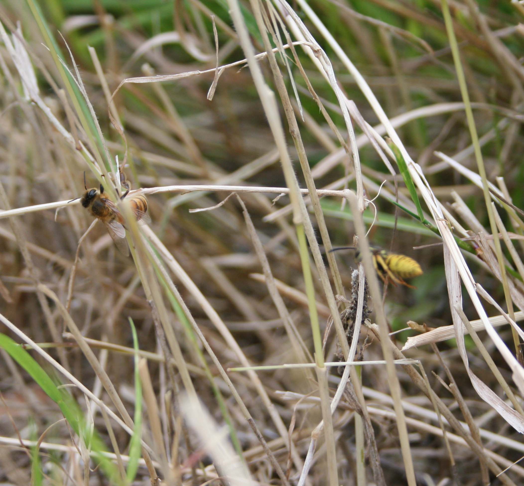 wasps-attacking-bees 086a.jpg